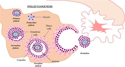 Stem Cell Paracrine Signaling for Treatment of Premature Ovarian Insufficiency